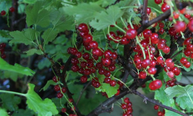 Blog - Red Currants