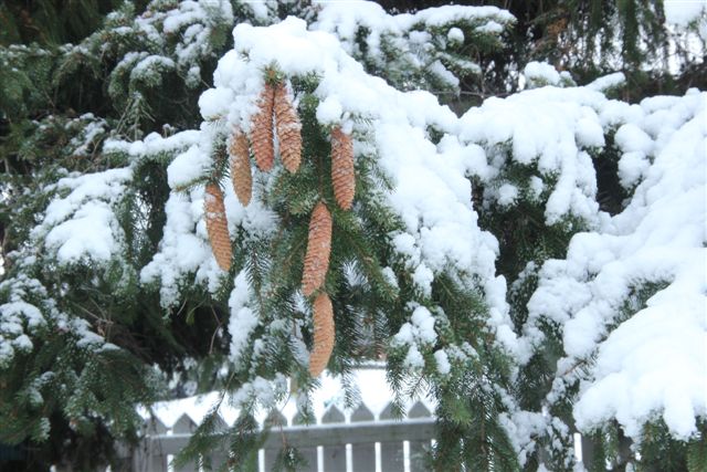 "Snow Cones" on Spruce Branch - Photo by Hamlin Grange