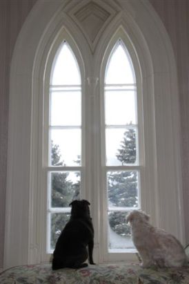 Blog Photo - Doggies in window