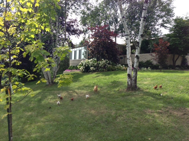 Blog Photo - Vals chickens roaming