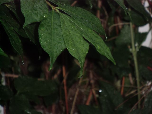 Blog Photo - Rainy Burning Bush Leaf