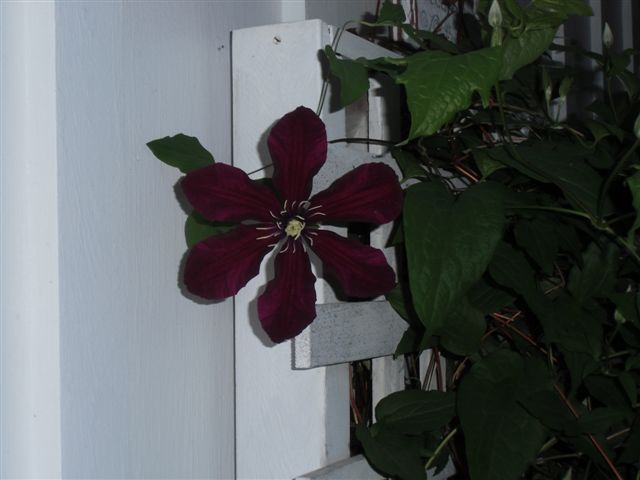 Blog Photo - Rainy but sheltered clematis