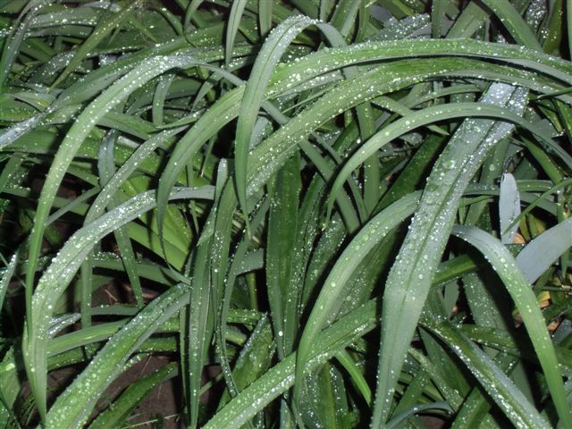 Blog Photo - Rainy Day Lily leaves