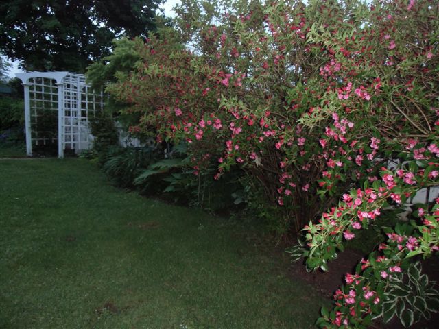 Blog Photo - Rainy Garden with Flowering shrubs