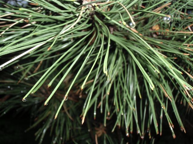 Blog Photo - Rainy Pine needles