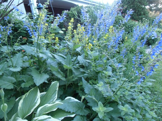 Blog Photo - Blue Salvia and Yellow