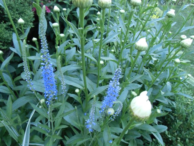 Blog Photo - Blue Salvia wide