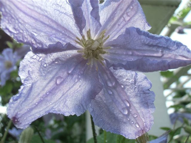 Blog Photo - Garden rain cu of lavender blue clematis