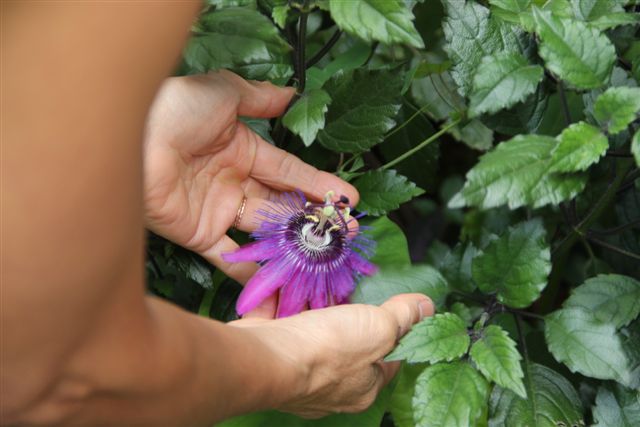 Blog Photo - Mary's Garden Passion flower