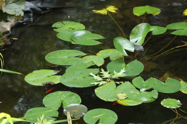 Blog Photo - Mary's Garden water lilies and fish