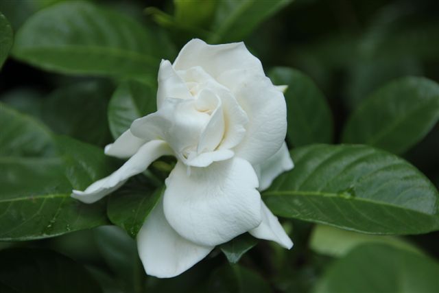 Blog Photo - Mary's Garden White flower