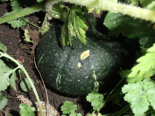 Blog Photo - Pumpkin Giant from our Garden 2