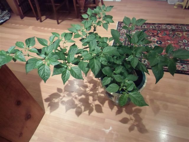 Blog Photo - Kitchen Pepper Plant
