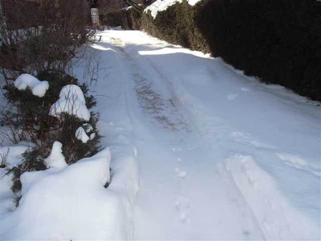 Blog Photo - Snowy path