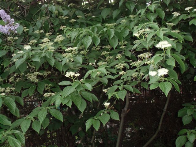 Mama's Garden Dogwood blooms May 2015
