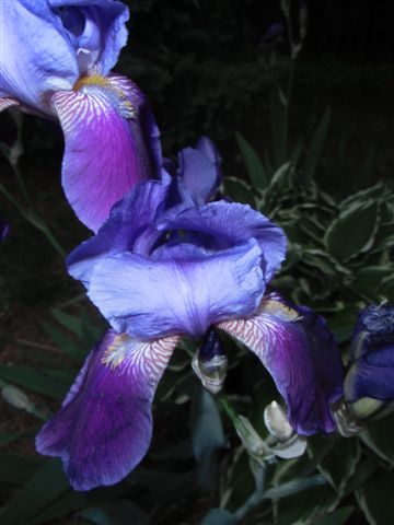 Mama's Garden Purple Iris CU