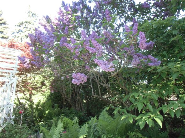Mama's Garden Purple Lilac