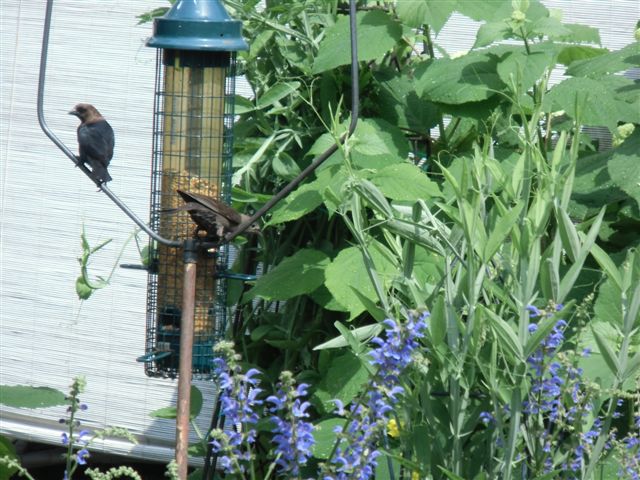 Blog Photo - Garden rain - two birds at feeder