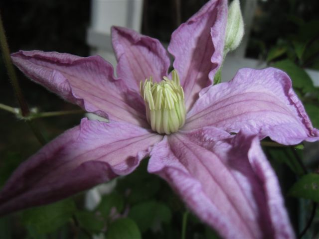 Blog Photo - Late pink clematis solo