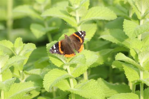Blog Photo - Garden - Butterfly on Mint