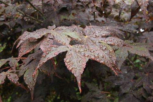 Blog Photo - New Year's Poem Maple Leaves