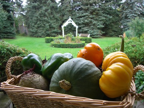Blog Photo - Garden harvest Basket tomatoes pumpkin