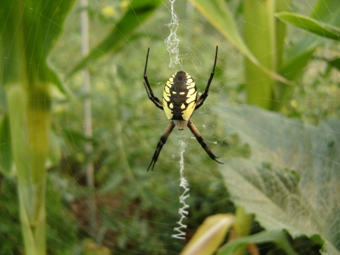 Blog Photo - Lavinia Photo Newsletter August - Spider