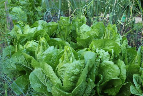 Blog Photo - Veggie Garden Lettuce