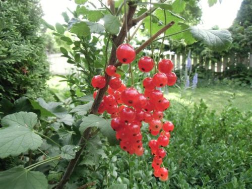 Blog Photo - Verandah - Red Currants