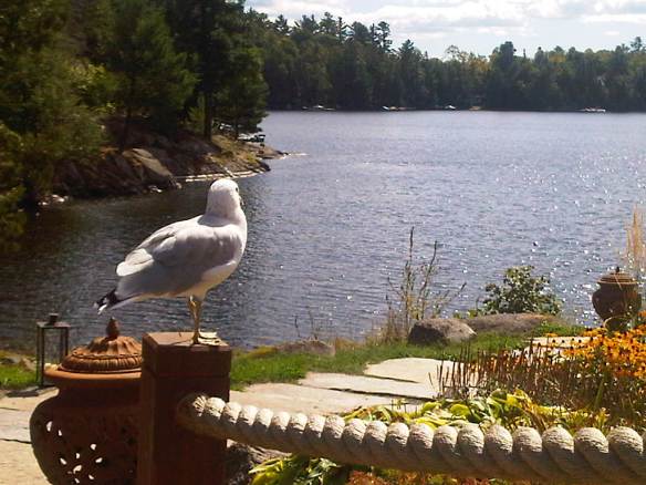 Blog Photo - HG photo of seagull and lake