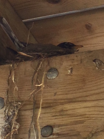 Blog Photo - Spring 2018 Robin on nest