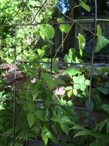 Blog Photo - Garden Clematis vine in June
