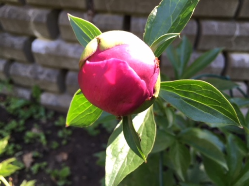 Blog Photo - Garden Peony about to bloom