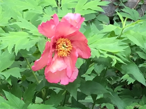 Blog Photo - garden Peony in bloom