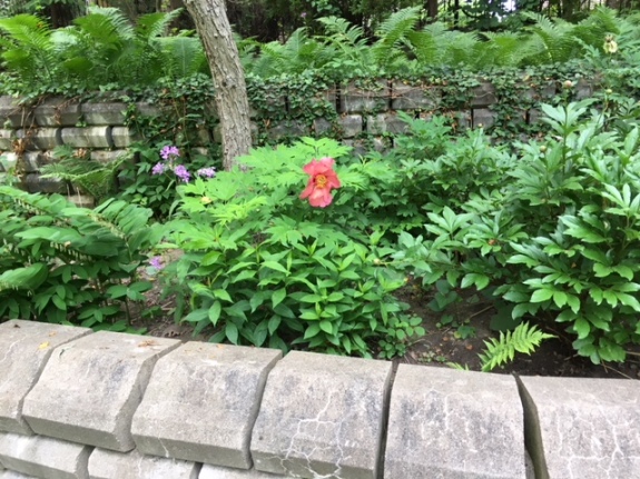 Blog Photo - Garden peony shrubs and walls