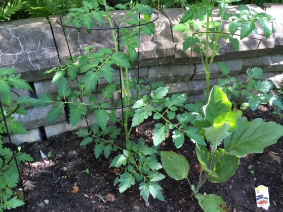 Blog Photo - Garden Tomatoes and eggplant plants