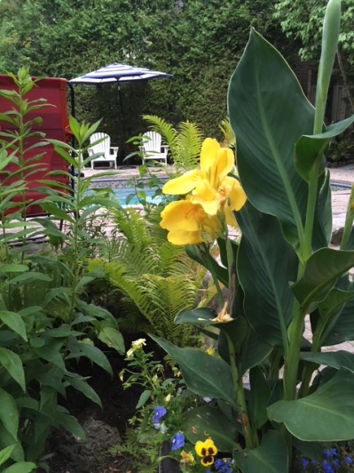 Blog Photo - Garden Beauty shot July 2018 -- view from yellow lilies in blue pots to white chairs across pool