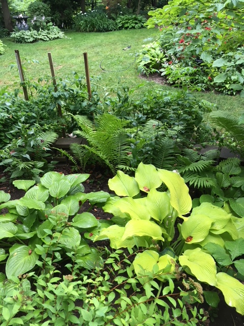 Blog Photo - Garden Hostas and lawn from other side