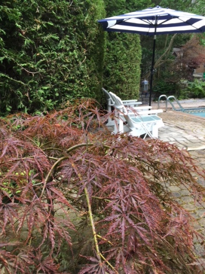 Blog Photo - Garden Japanese maple and cedars and chairs