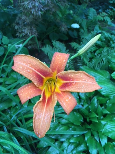 Blog Photo - Garden Orange Lily