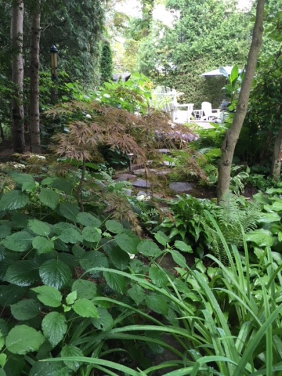 Blog Photo - Garden woodland and hydrangea and japanese maple