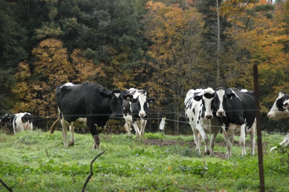 Blog Photo - Autumn countryside Cows in Pasture