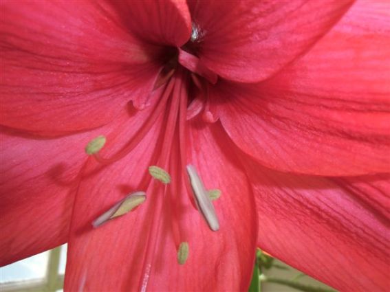 Blog Photo - Amaryllis Blooms CU2