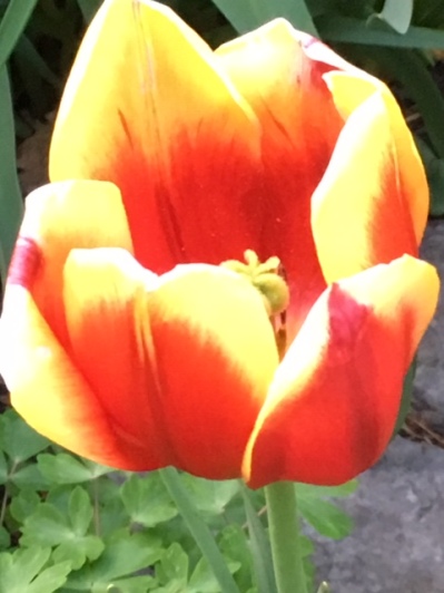 Blog Photo - Tulip red and yellow CU