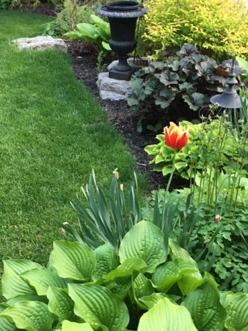 Blog Photo - Tulip stray in Garden bed