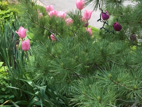 Blog Photo - Tulips Pink2