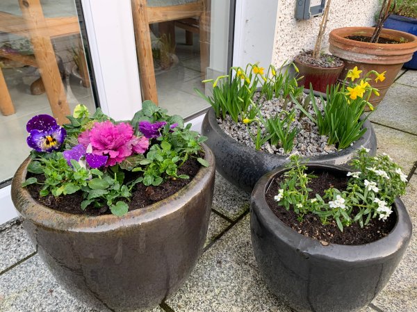 Blog Story - Ciaran Spring flowers in 3 pots